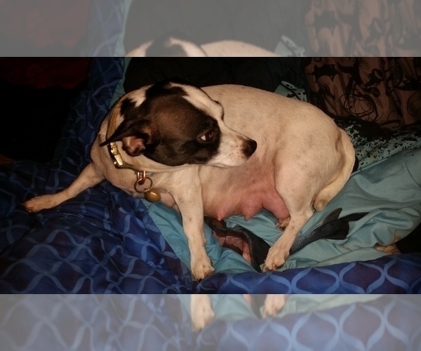 Medium Photo #1 Chiranian Puppy For Sale in GROTON, NY, USA