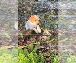 Puppy Autumn Brittany