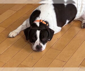 Travis - Male French Bulldog-Unknown Mix Dog for Adoption - Photo #5