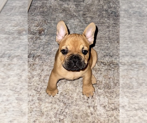 Medium Photo #5 French Bulldog Puppy For Sale in AURORA, CO, USA