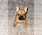 Bruno - Male French Bulldog Puppy for Sale - Photo #5
