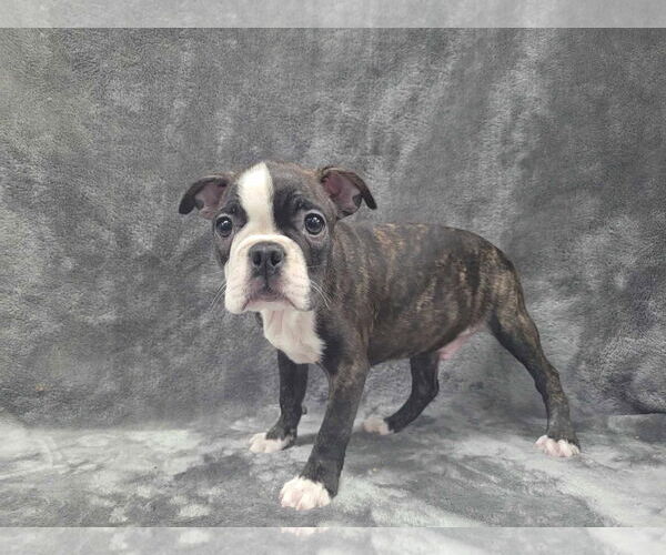 Medium Photo #6 Boston Terrier Puppy For Sale in Lincolnwood, IL, USA