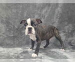 Small #5 Boston Terrier