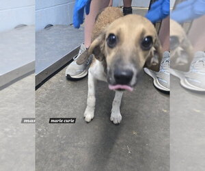 Beagle-German Shepherd Dog Mix Dogs for adoption in Evansville, IN, USA