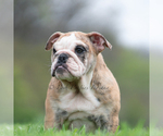 Small #1 English Bulldog