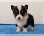 Small Photo #2 Pembroke Welsh Corgi Puppy For Sale in CLARK, MO, USA