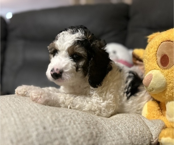 Medium Photo #8 Bernedoodle Puppy For Sale in ELK GROVE, CA, USA