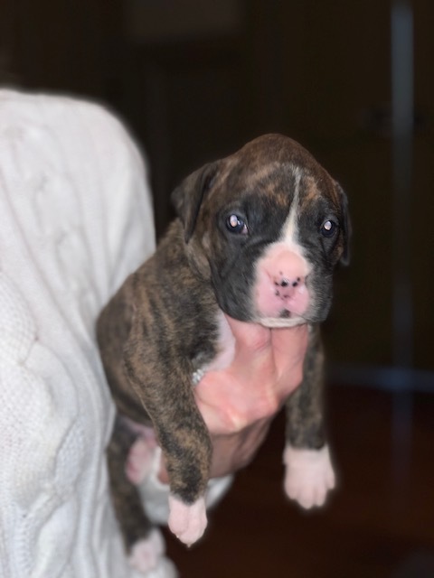 Medium Photo #5 Boxer Puppy For Sale in GRAYSON, GA, USA