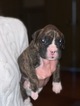 Small Photo #5 Boxer Puppy For Sale in GRAYSON, GA, USA