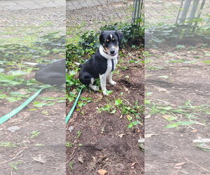 Marley - Maybe Me? - Female Mutt Dog for Adoption - Photo #7