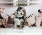 Small Photo #5 Poodle (Miniature) Puppy For Sale in WARSAW, IN, USA