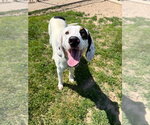 Small #1 Treeing Walker Coonhound