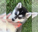 Small Photo #3 Siberian Husky Puppy For Sale in MORGANTOWN, IN, USA