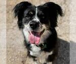 Small #16 Australian Shepherd Mix