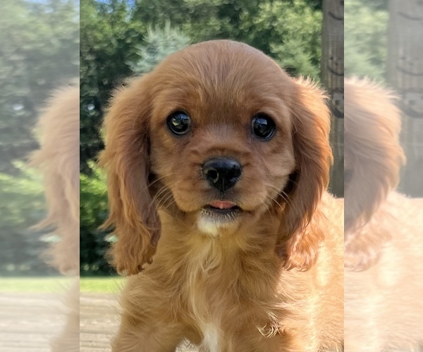 Medium Photo #5 Cavalier King Charles Spaniel Puppy For Sale in NILES, MI, USA