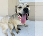 Small #7 American Pit Bull Terrier Mix