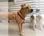 Small Photo #15 Labrador Retriever-Unknown Mix Puppy For Sale in Oakhurst, NJ, USA