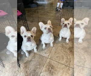 French Bulldog Puppy for sale in RIALTO, CA, USA