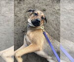 Small #4 German Shepherd Dog Mix