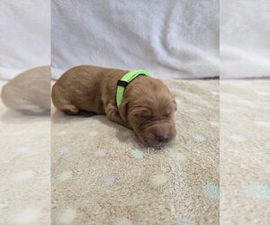 Goldendoodle Puppy for sale in WILLIAMSTOWN, KY, USA