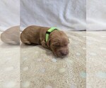 Pumpkin - Male Goldendoodle Puppy for Sale - Small photo