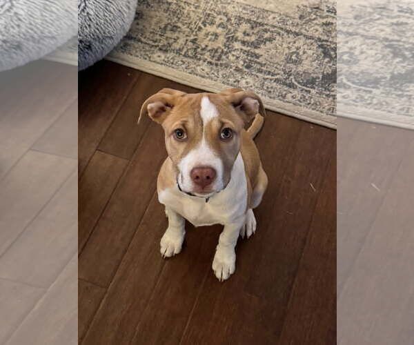 Medium Photo #3 American Staffordshire Terrier-Unknown Mix Puppy For Sale in Fort Collins, CO, USA