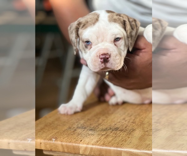 Medium Photo #2 Alapaha Blue Blood Bulldog Puppy For Sale in DETROIT, MI, USA