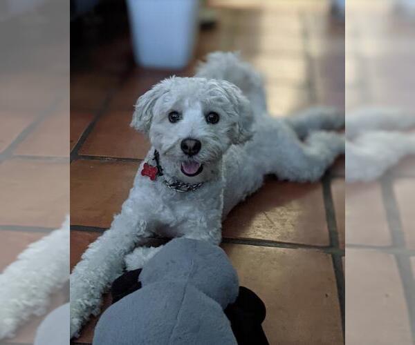 Medium Photo #5 Mutt Puppy For Sale in San Diego, CA, USA