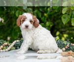Puppy Major Poodle (Miniature)