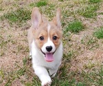 Small Photo #2 Pembroke Welsh Corgi Puppy For Sale in BEULAVILLE, NC, USA