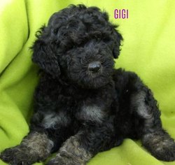 Labradoodle Puppy for sale in COMER, GA, USA