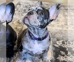Small Photo #36 French Bulldog Puppy For Sale in GIG HARBOR, WA, USA