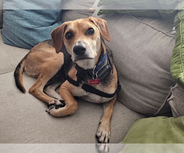 Medium Photo #7 Mutt Puppy For Sale in Farmington, MN, USA