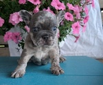 Puppy Iris French Bulldog