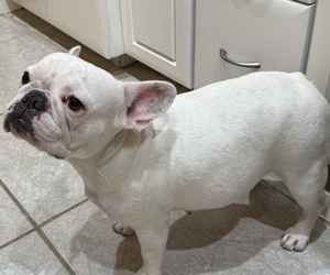 Mother of the French Bulldog puppies born on 02/22/2025