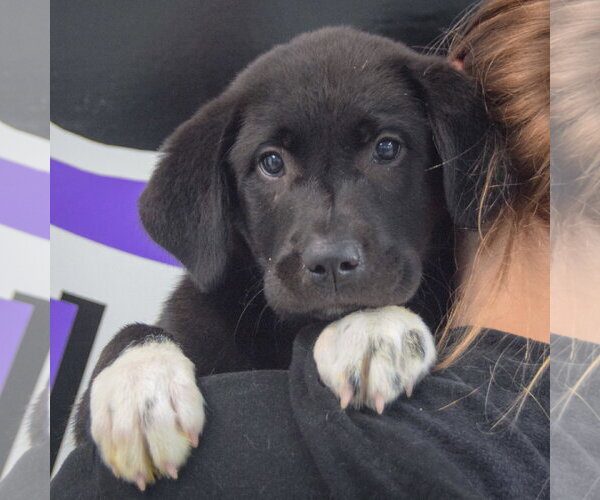 Medium Photo #5 Pyrenees Border Collie Puppy For Sale in Huntley, IL, USA