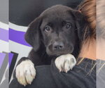 Small #4 Pyrenees Border Collie