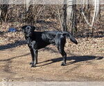 Small Photo #1 Labrador Retriever Puppy For Sale in EAGAN, MN, USA