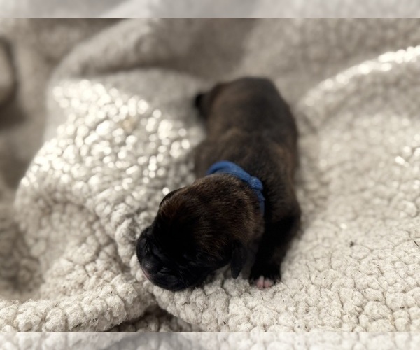 Medium Photo #6 Boxer Puppy For Sale in BRUSH CREEK, TN, USA