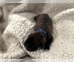 Small Photo #6 Boxer Puppy For Sale in BRUSH CREEK, TN, USA