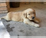 Small Photo #10 Golden Retriever Puppy For Sale in MCKINNEY, TX, USA