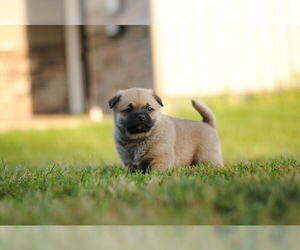 Pug-Shiba Inu Mix Puppy for sale in WILLARD, OH, USA