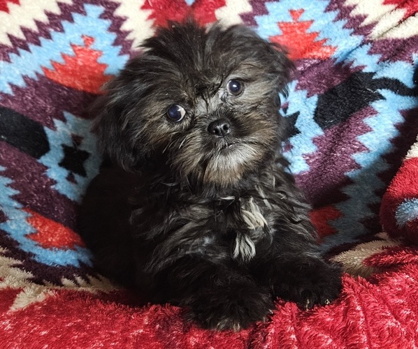 Medium Photo #3 Shih Apso Puppy For Sale in WALSH, IL, USA