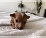 Puppy 3 Chihuahua