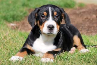 Greater Swiss Mountain Dog Puppy for sale in MOUNT JOY, PA, USA