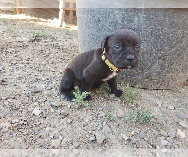 Medium Photo #7 Cane Corso Puppy For Sale in TRINIDAD, CO, USA