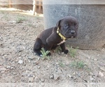 Small Photo #7 Cane Corso Puppy For Sale in TRINIDAD, CO, USA
