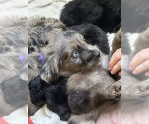 Medium F2 Aussiedoodle