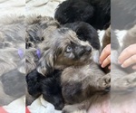 Puppy Marina F2 Aussiedoodle