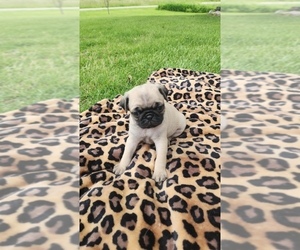Pug Litter for sale in CORY, IN, USA
